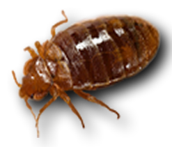 picture of bed bug