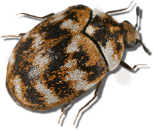 picture of carpet beetle