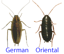picture of german and oriental cockroach