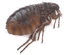 picture of flea ctenocephalides
