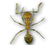 picture of pharaoh ant