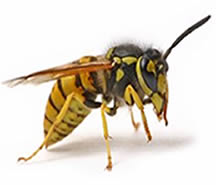 picture of wasp